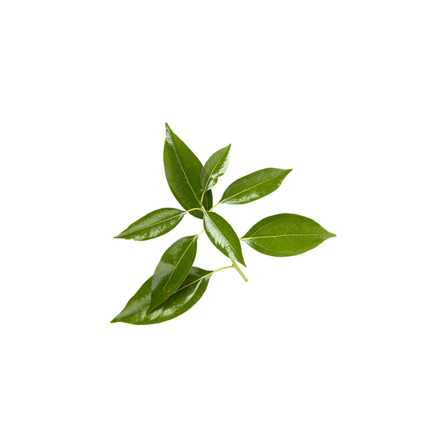 Ravintsara (camphor tree) – farfalla.ch