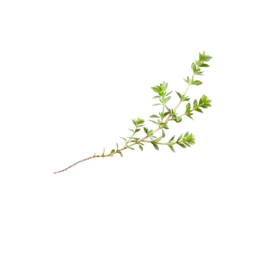 Thymian Linalool