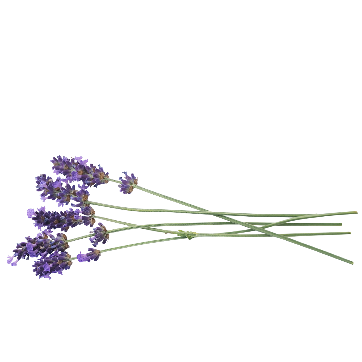 Lavender – farfalla.ch