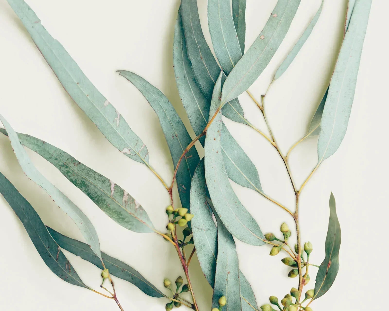 Ätherische Öle bei Husten