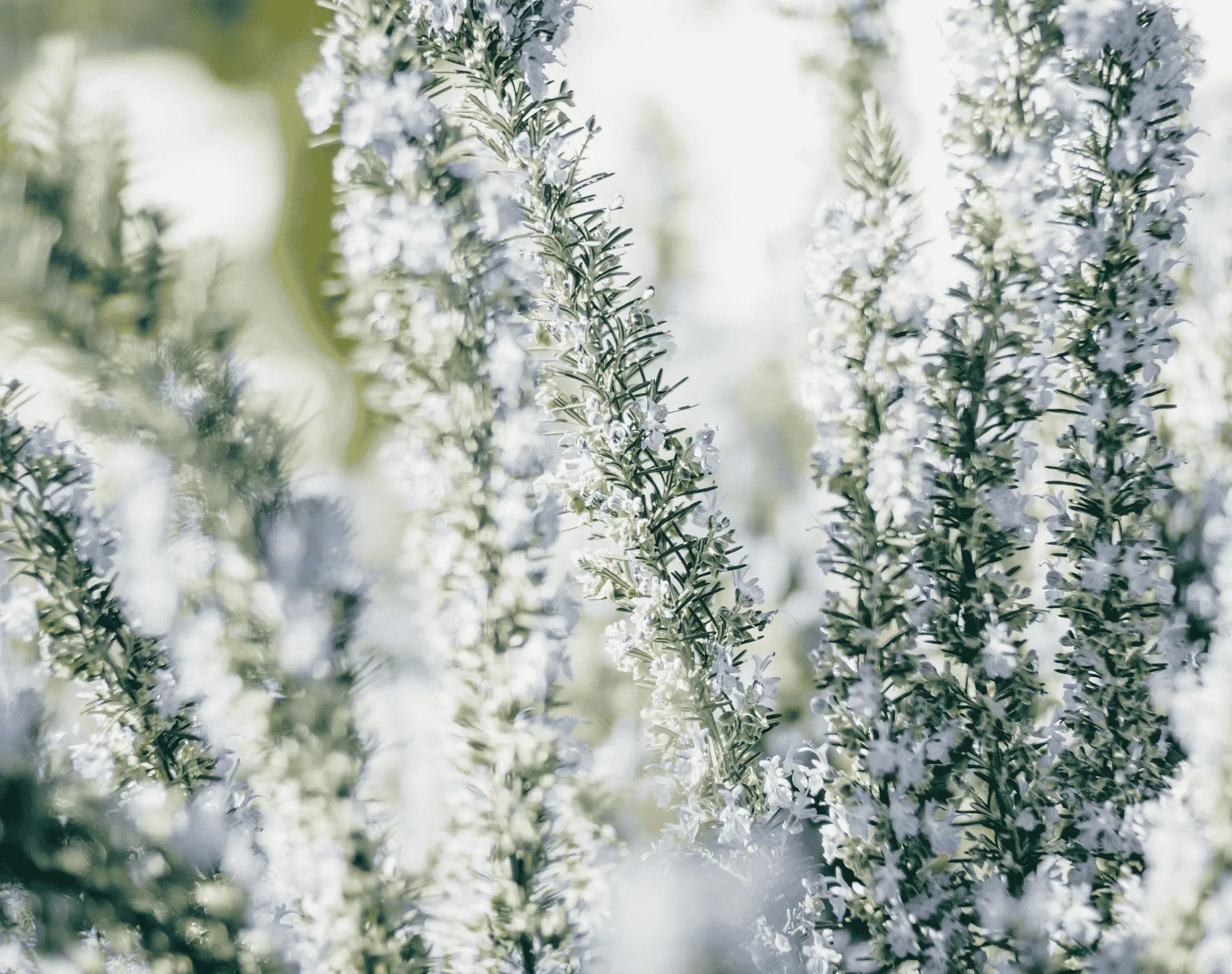 Natürliche Haarpflege mit Rosmarin