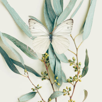 Aroma Help