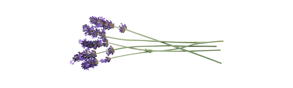 Lavande fine