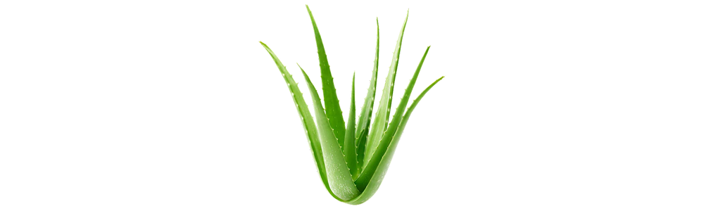 Gel aloe vera