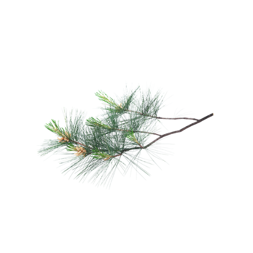 Extrait de pin cembro