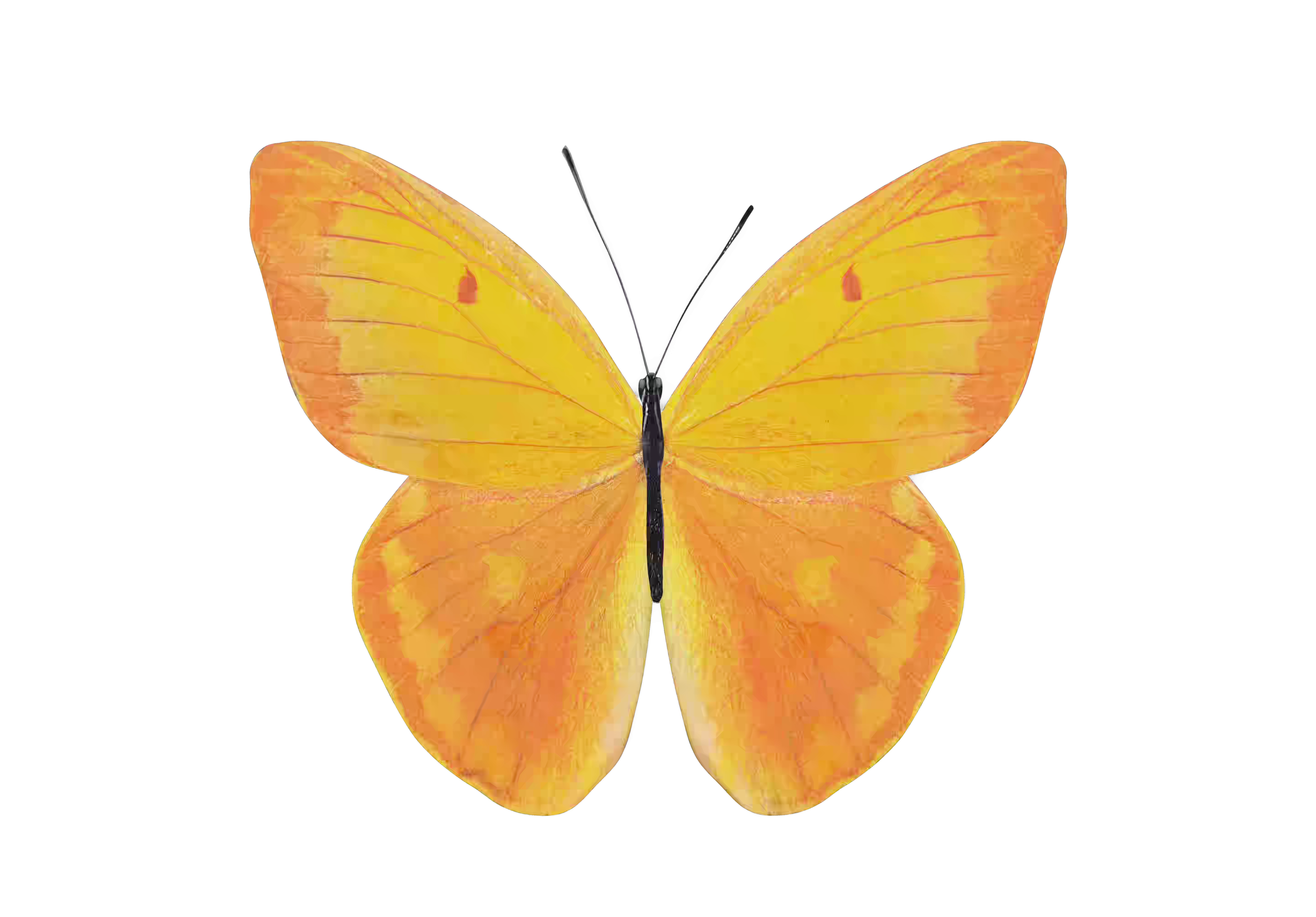 Schmetterling_Sonneschutz_saett.heic