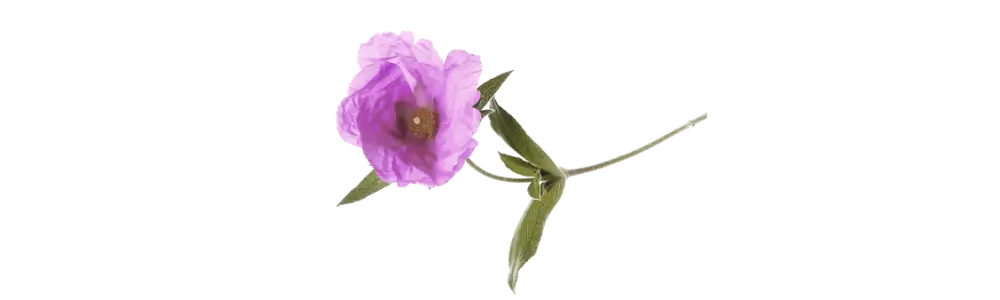 Cistrose (Rockrose)