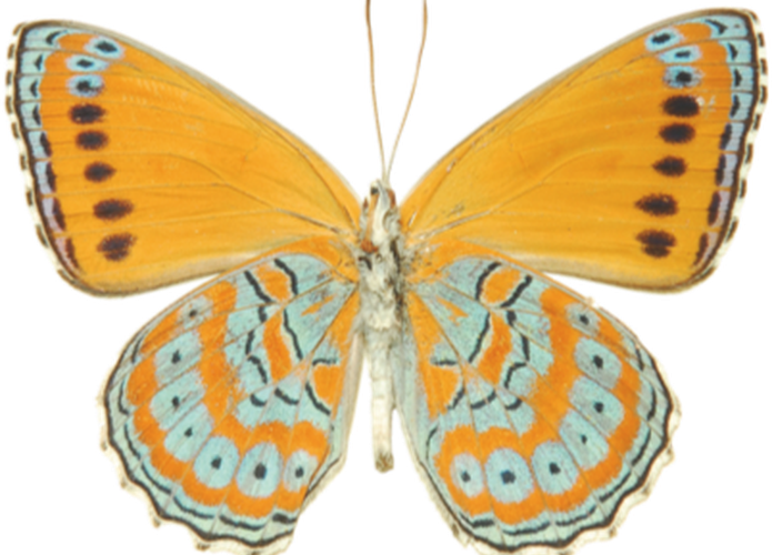 Farfalla Follow the Butterfly